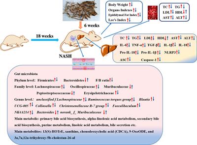 The alleviating effect of Scutellaria amoena extract on the regulation of gut microbiota and its metabolites in NASH rats by inhibiting the NLRP3/ASC/caspase-1 axis